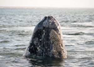 Whale watching in Baja California, Mexico