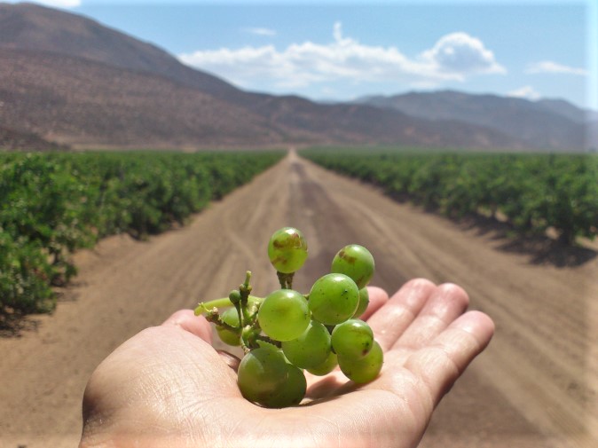 Grape harvest in Baja California Wine Country