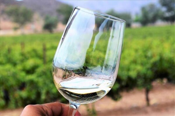 Valle de Guadalupe Wine tours and transportation